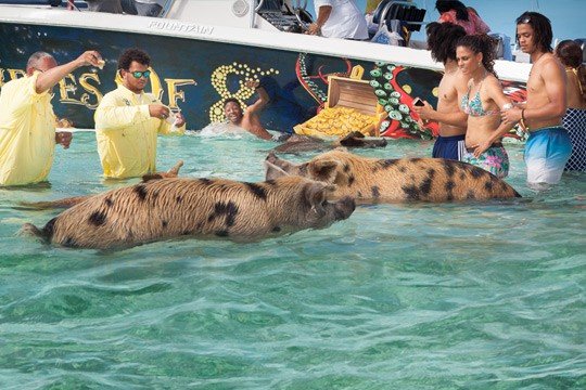 swim with the pigs exuma