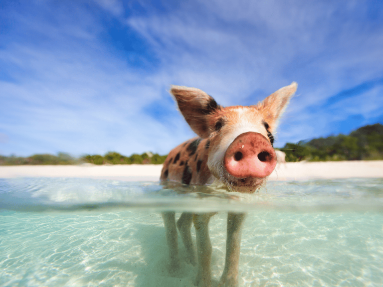 A pig swimming in crystal-clear waters near a Bahamas beach - Swim with Pigs in Bahamas