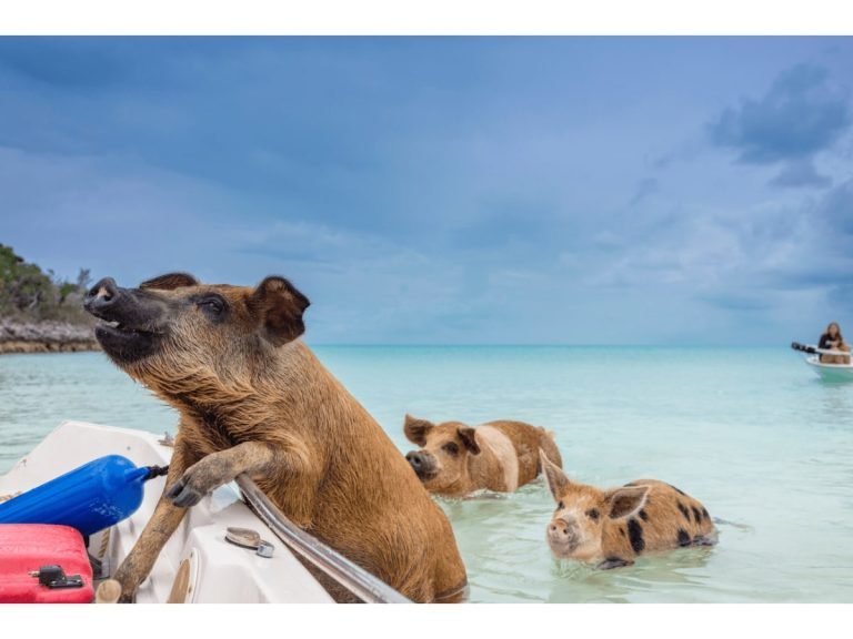 The Fascinating History of the Swimming Pigs in Exuma