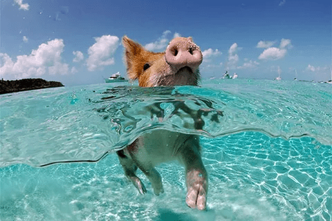 Swimming with Pigs(1)