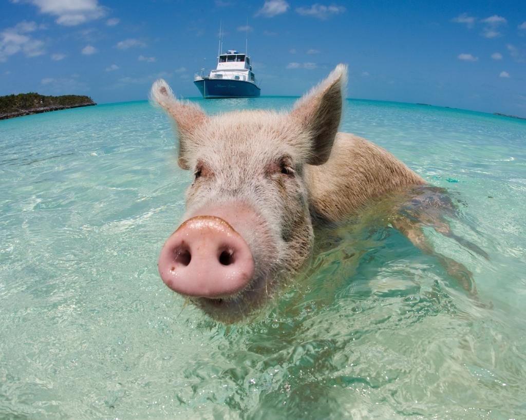 swimming with pigs