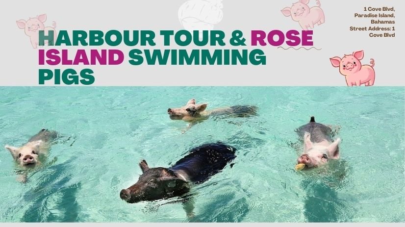 Harbour Tour & Rose Island Swimming Pigs