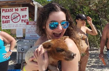 enjoy trip with pig
