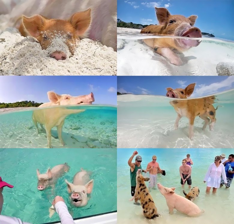 Swimming Pigs