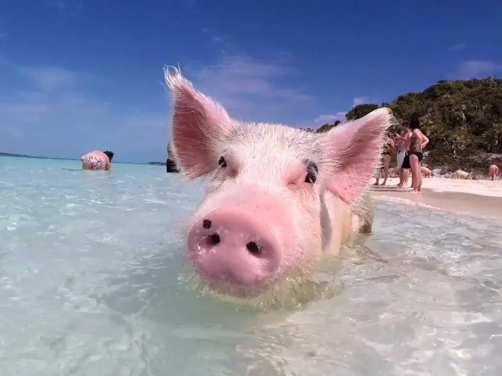 Swimming Pigs