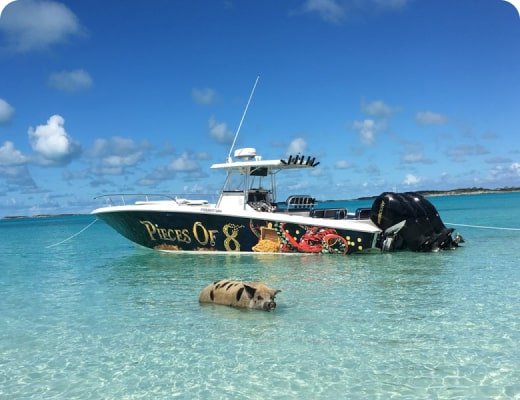 Swim With Pigs in Exuma