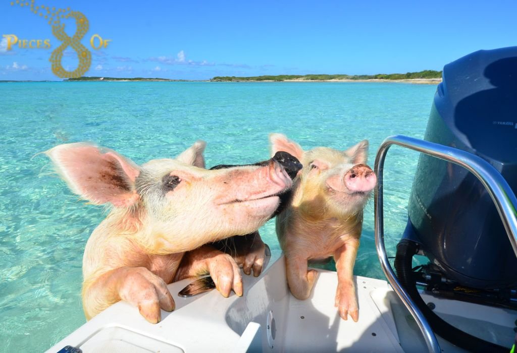 Swimming with pigs in beach