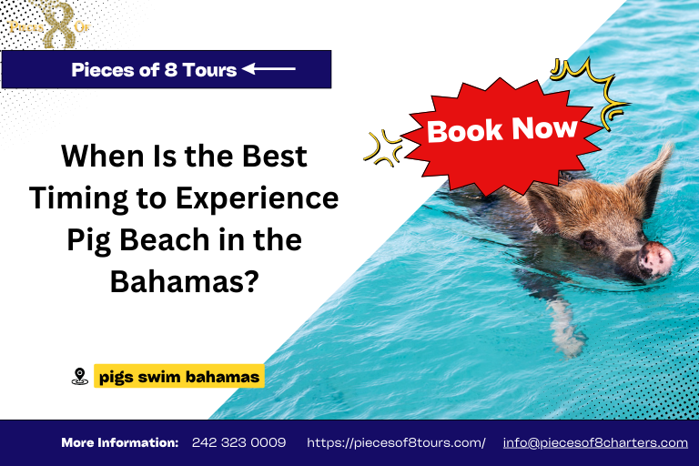 When Is the Best Timing to Experience Pig Beach in the Bahamas