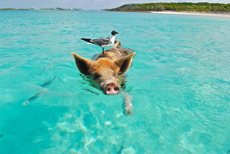 swimming pigs