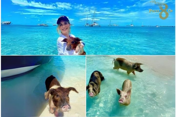 Are You Considering Pig Beach for Your Next Vacation