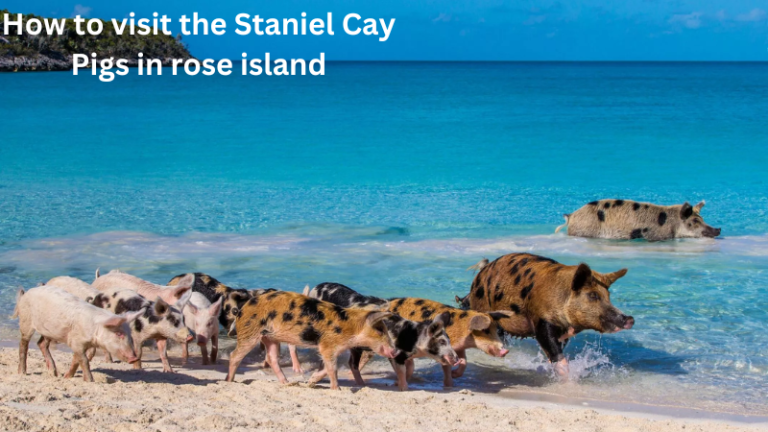 How to visit the Staniel Cay Pigs in rose island