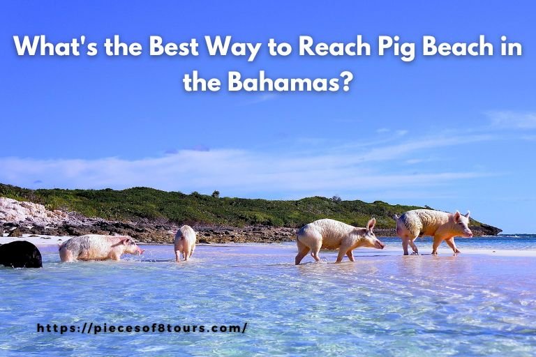 Best-Timing-to-Experience-Pig-Beach-in-the-Bahamas