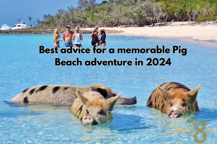 Best advice for a memorable Pig Beach adventure in 2024
