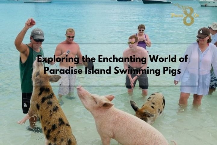 Exploring the Enchanting World of Paradise Island Swimming Pigs