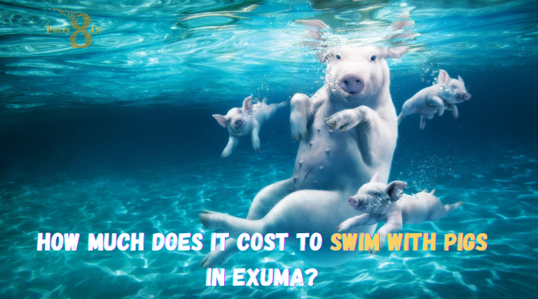 How Much Does it Cost to Swim with Pigs in Exuma