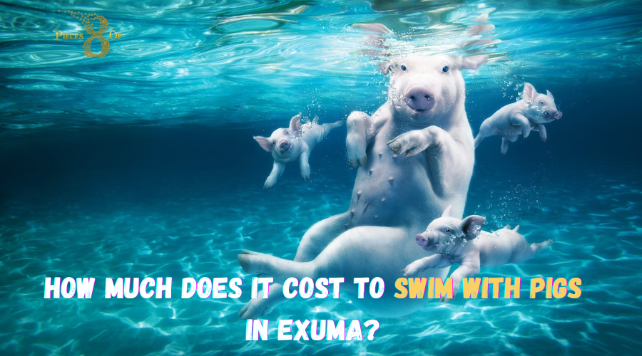 How Much Does it Cost to Swim with Pigs in Exuma