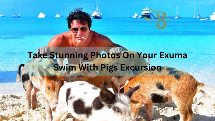Take Stunning Photos On Your Exuma Swim With Pigs Excursion