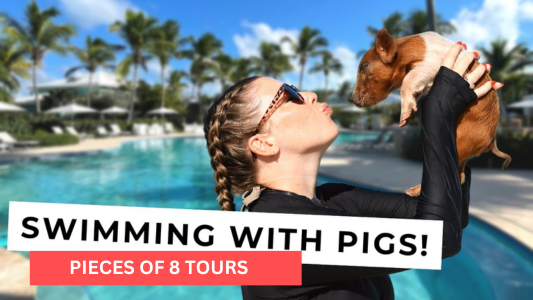 You Need to Know About Swimming with Pigs