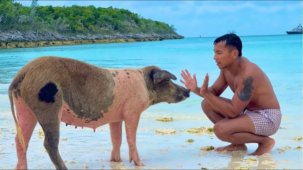 Origin of Swimming with Pigs