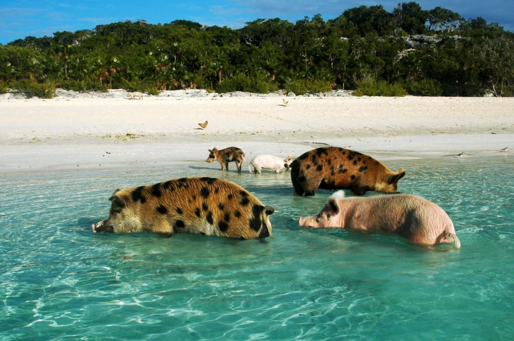 Island With The Swimming Pigs