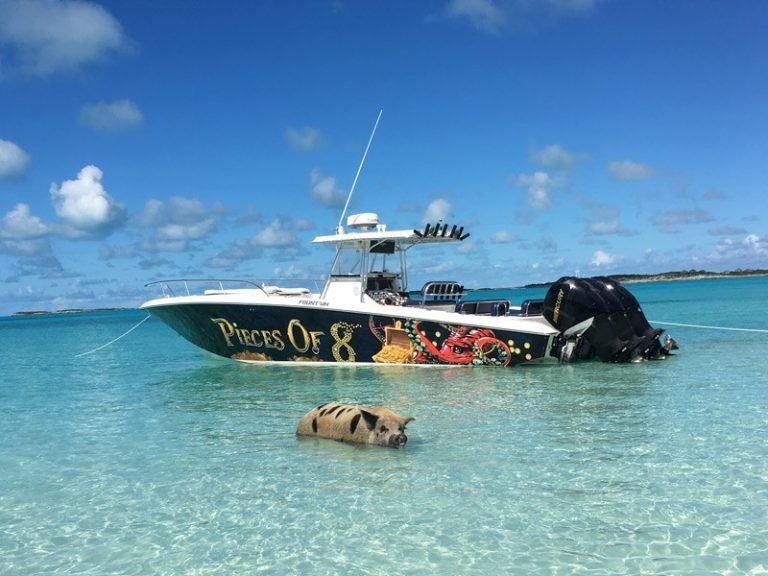 Swim With Pigs Nassau