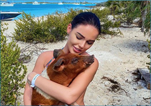 Pigs Near Nassau