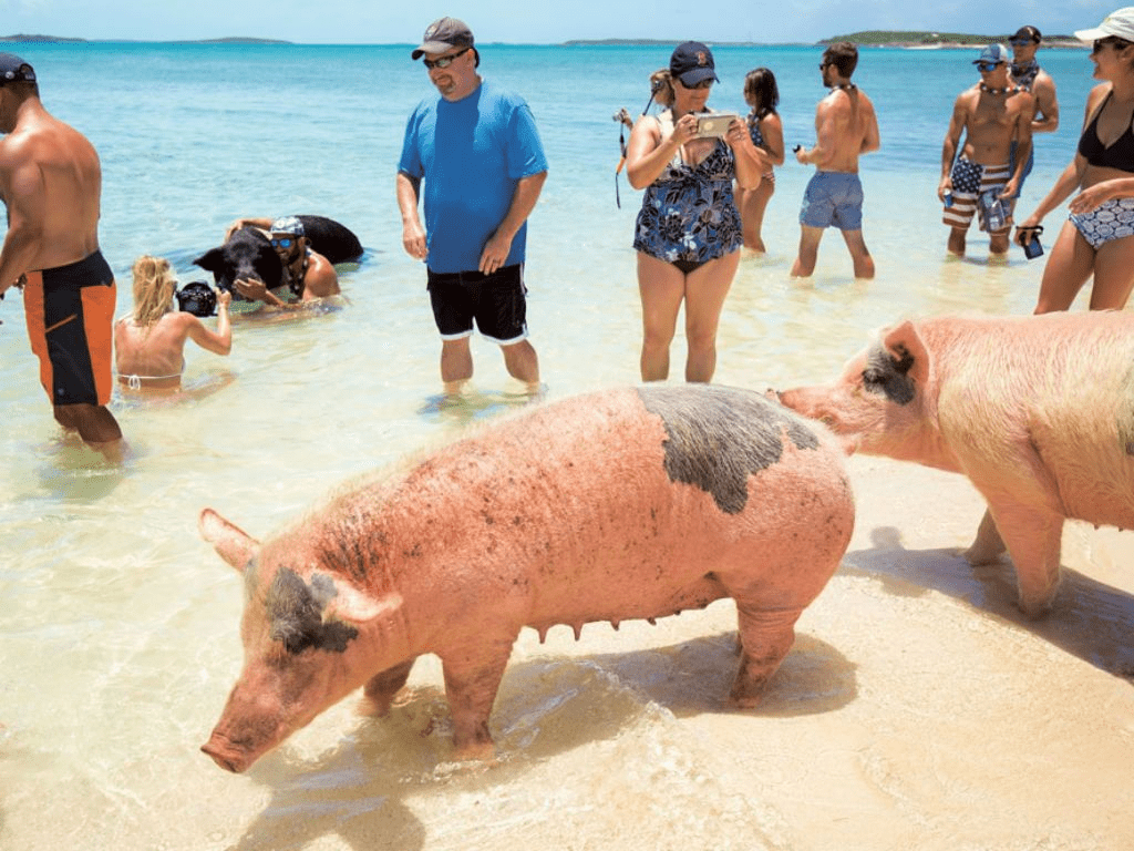 Pigs in The Bahamas