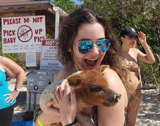Swim With the Pigs