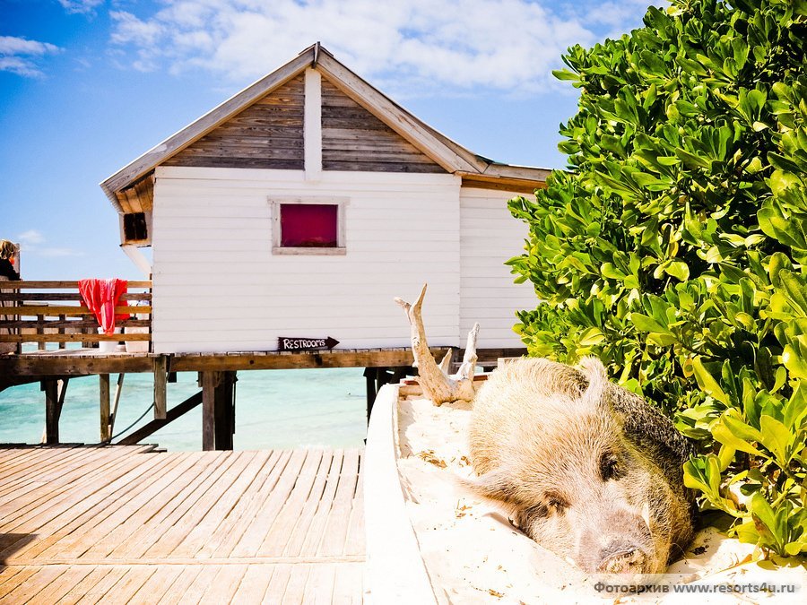 Rose Island Bahamas Pigs