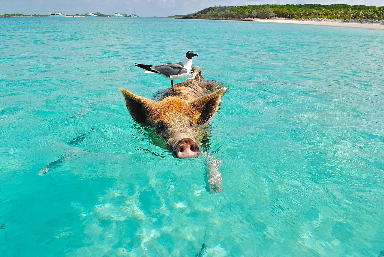 swim with pigs