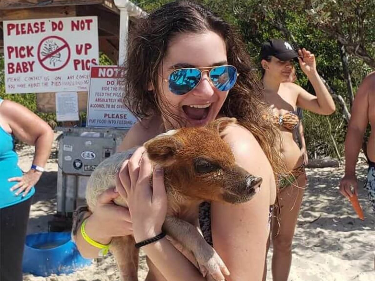 Pigs on the Beach