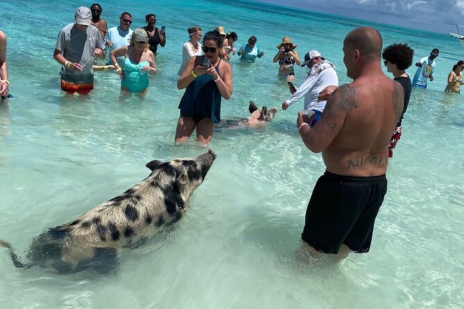 Pigs On Beach Bahamas