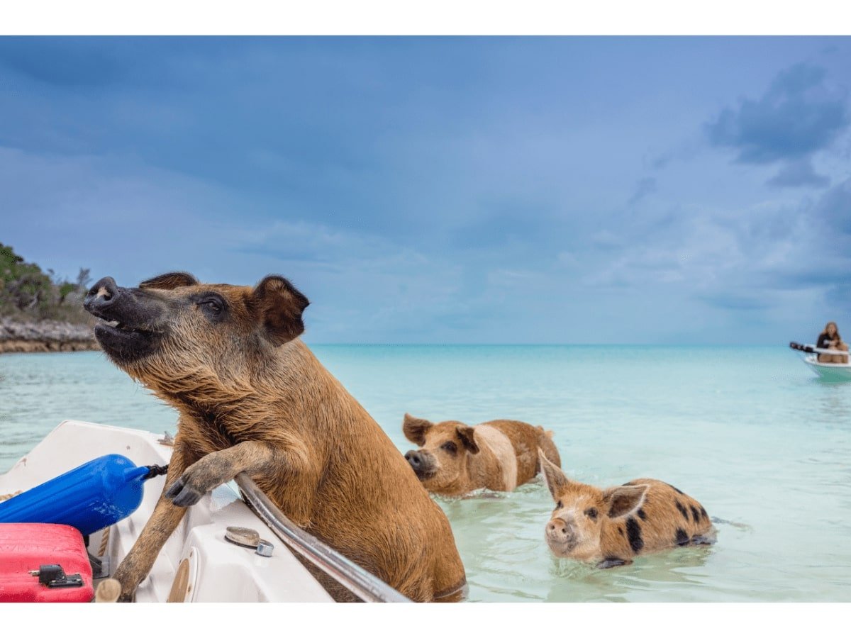Swim With Pigs Nassau