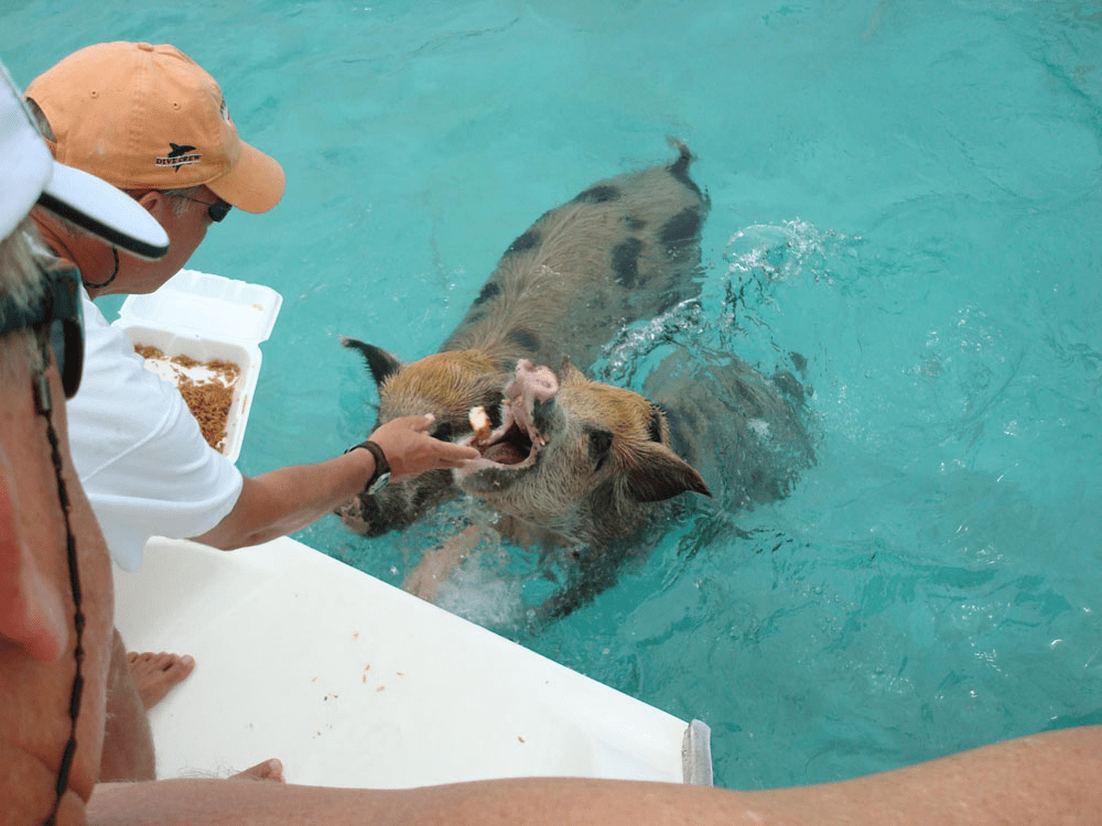 Pigs on Beach Bahamas