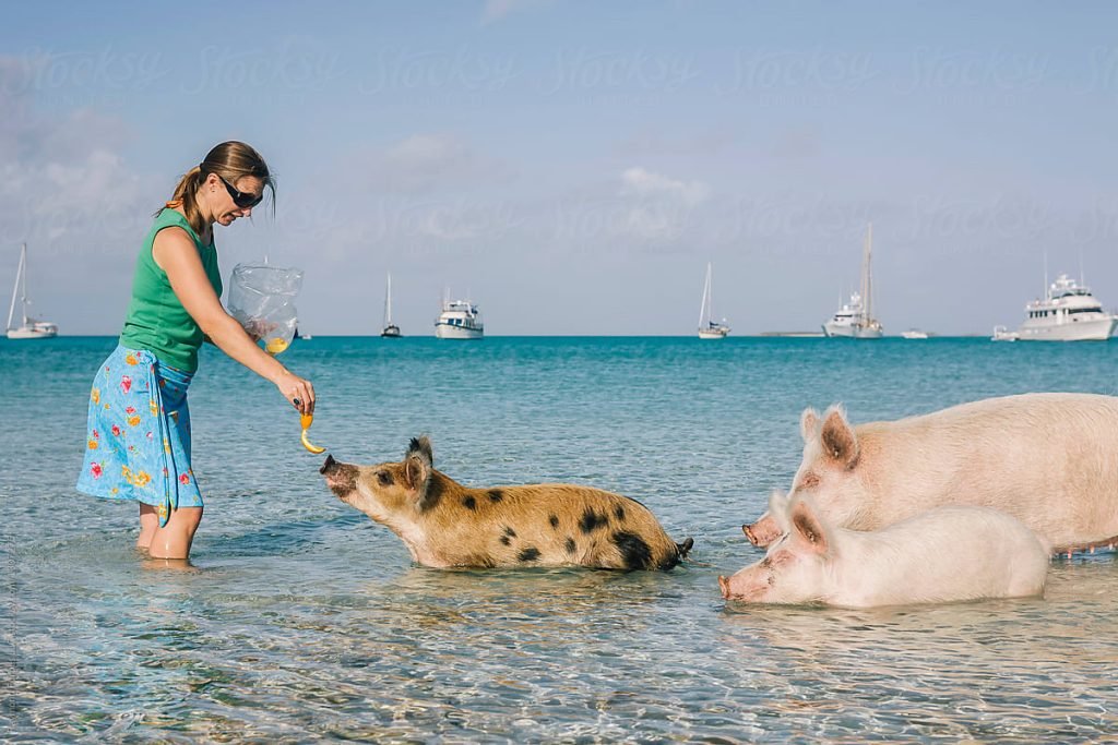 Rose Island Bahamas Pigs Excursions