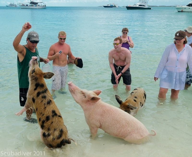 Swim With Pigs Bahamas Nassau