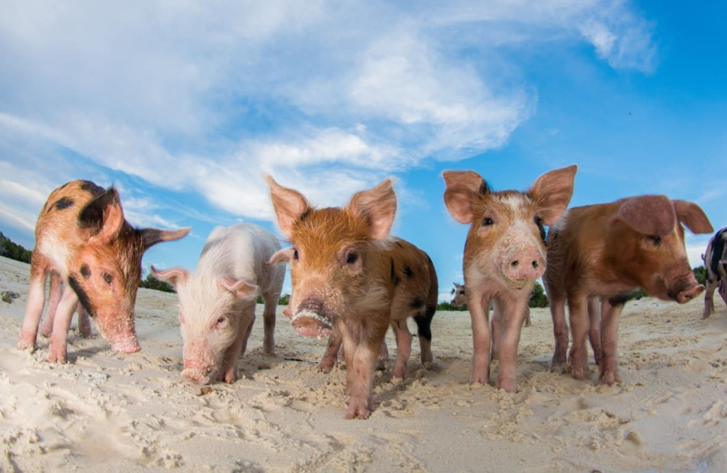 Pigs On Beach Bahamas