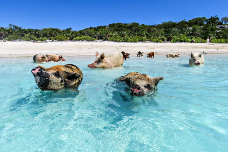 Island with the Swimming Pigs