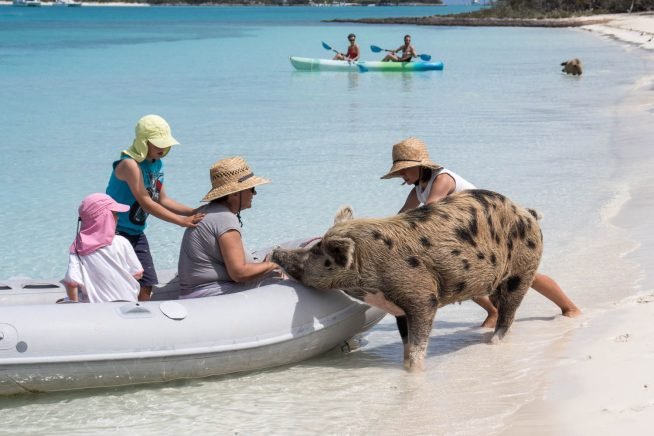 Island With The Swimming Pigs