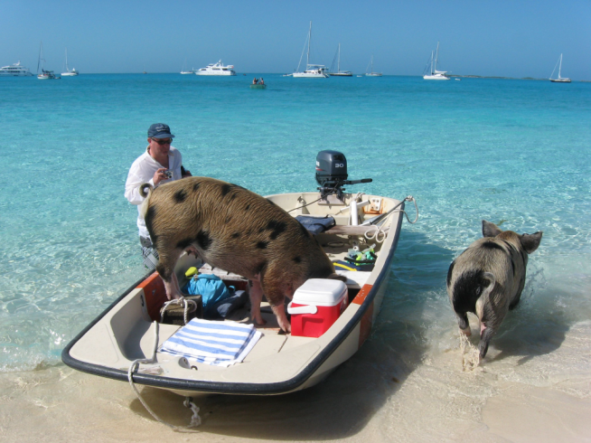 Rose Island Bahamas Pigs Excursions